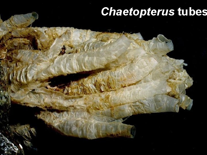Chaetopterus tubes 