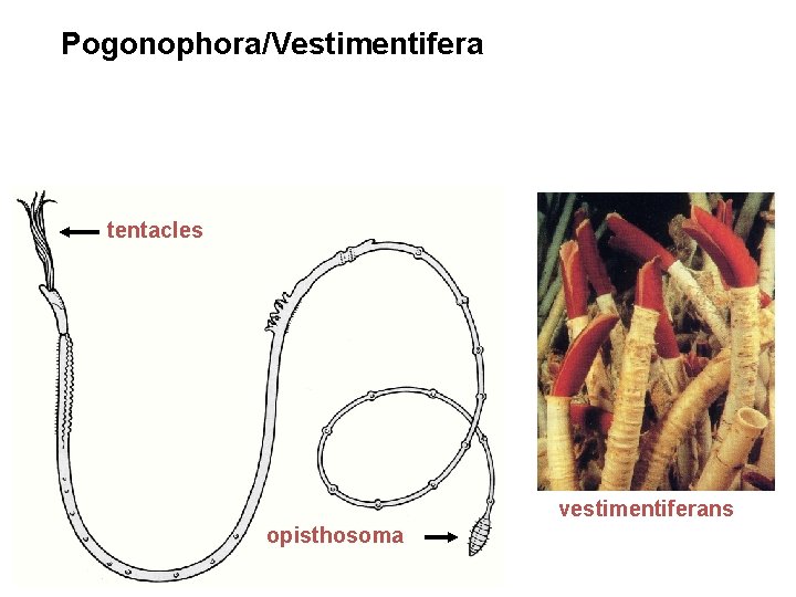 Pogonophora/Vestimentifera tentacles vestimentiferans opisthosoma 