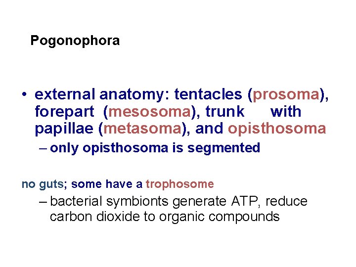 Pogonophora • external anatomy: tentacles (prosoma), forepart (mesosoma), trunk with papillae (metasoma), and opisthosoma