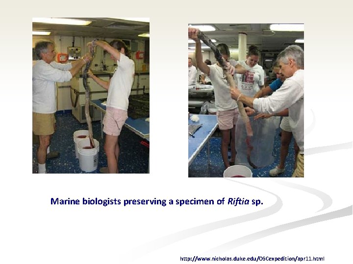 Marine biologists preserving a specimen of Riftia sp. http: //www. nicholas. duke. edu/OSCexpedition/apr 11.