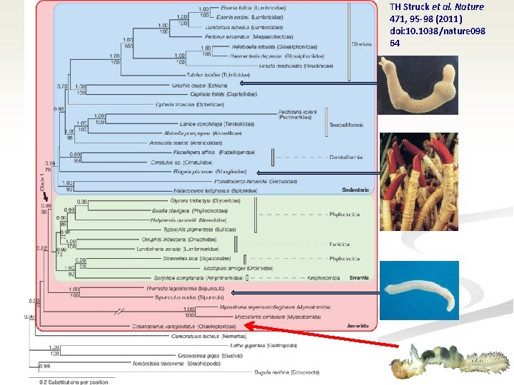 Reconstruction of the Annelida phylogenetic tree. TH Struck et al. Nature 471, 95 -98