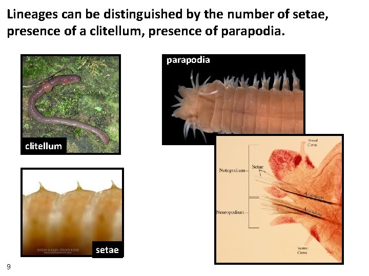 Lineages can be distinguished by the number of setae, presence of a clitellum, presence