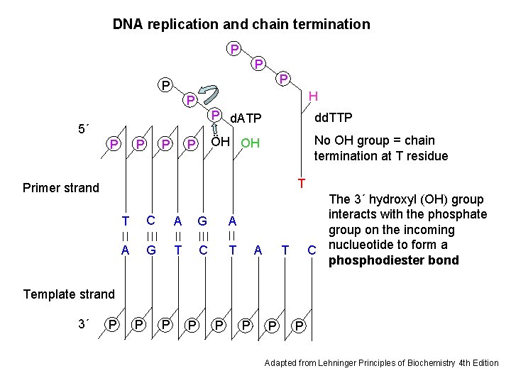 DNA replication and chain termination P P H P 5´ P P P d. DNA replication and chain termination P P H P 5´ P P P d.