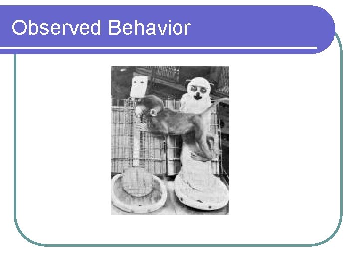 Observed Behavior 