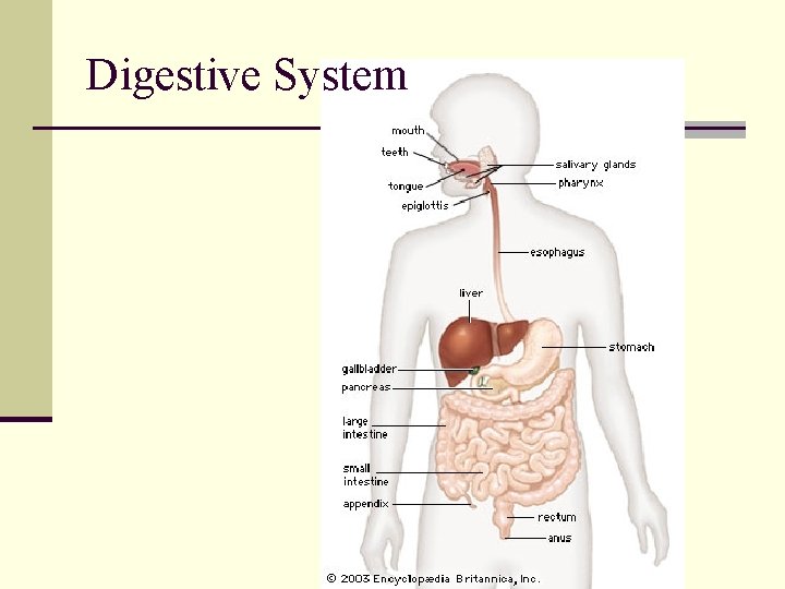 Digestive System 