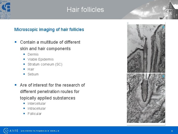 Hair follicles Microscopic imaging of hair follicles § Contain a multitude of different skin