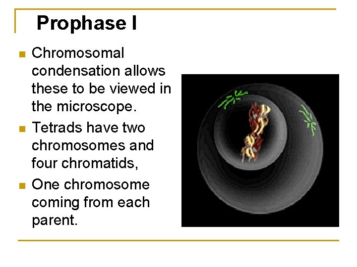 Prophase I n n n Chromosomal condensation allows these to be viewed in the