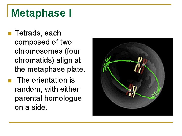 Metaphase I n n Tetrads, each composed of two chromosomes (four chromatids) align at