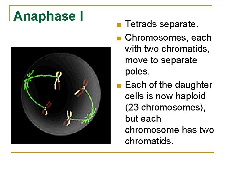 Anaphase I n n n Tetrads separate. Chromosomes, each with two chromatids, move to