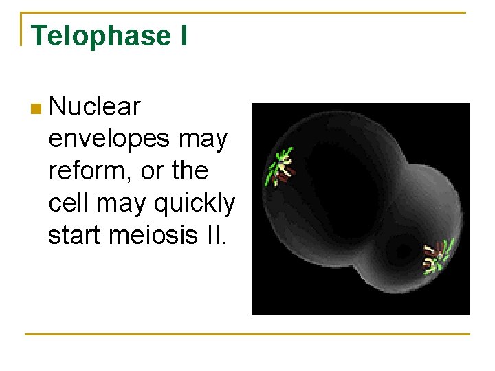 Telophase I n Nuclear envelopes may reform, or the cell may quickly start meiosis