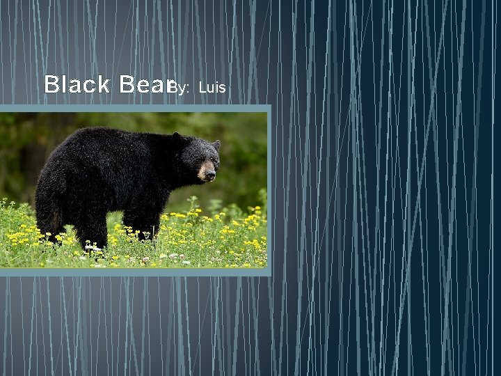 Black Bear. By: Luis 