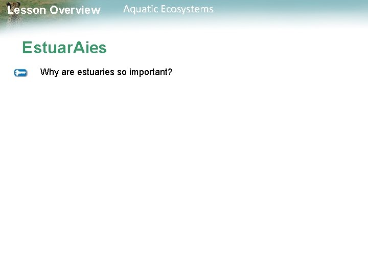 Lesson Overview Aquatic Ecosystems Estuar. Aies Why are estuaries so important? 