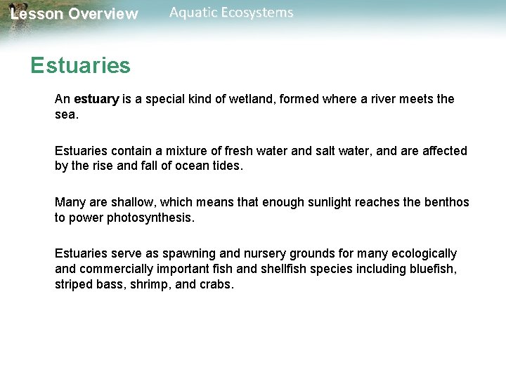 Lesson Overview Aquatic Ecosystems Estuaries An estuary is a special kind of wetland, formed