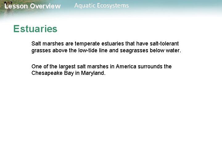 Lesson Overview Aquatic Ecosystems Estuaries Salt marshes are temperate estuaries that have salt-tolerant grasses