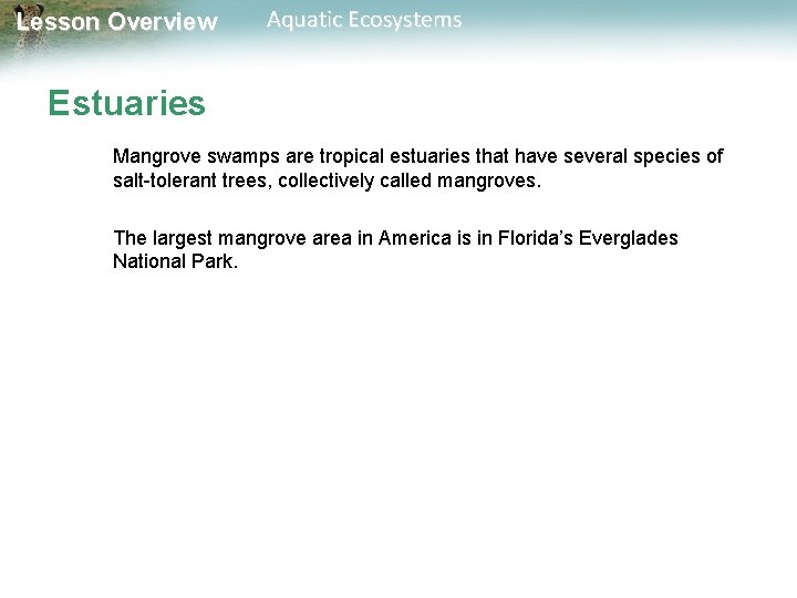 Lesson Overview Aquatic Ecosystems Estuaries Mangrove swamps are tropical estuaries that have several species