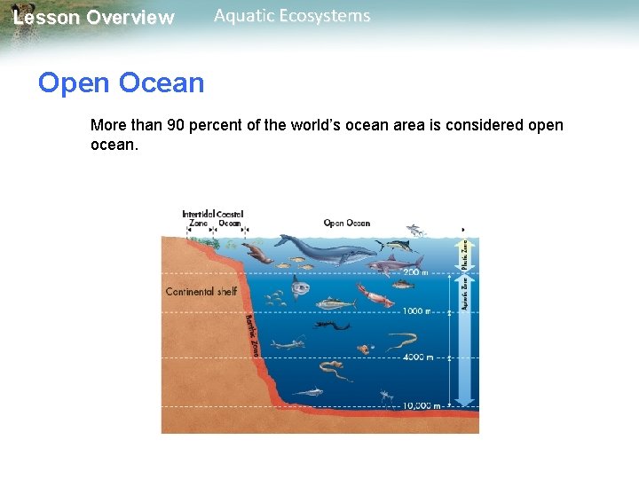 Lesson Overview Aquatic Ecosystems Open Ocean More than 90 percent of the world’s ocean