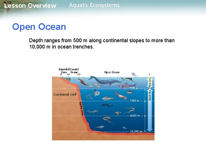 Lesson Overview Aquatic Ecosystems Open Ocean Depth ranges from 500 m along continental slopes