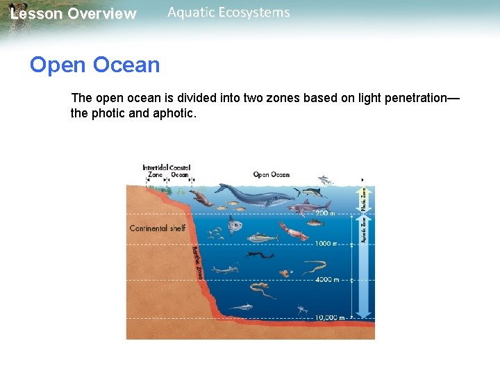Lesson Overview Aquatic Ecosystems Open Ocean The open ocean is divided into two zones