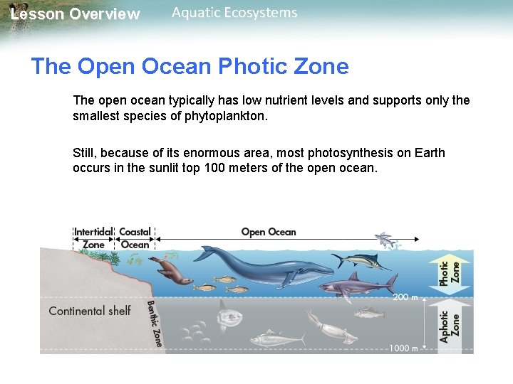 Lesson Overview Aquatic Ecosystems The Open Ocean Photic Zone The open ocean typically has