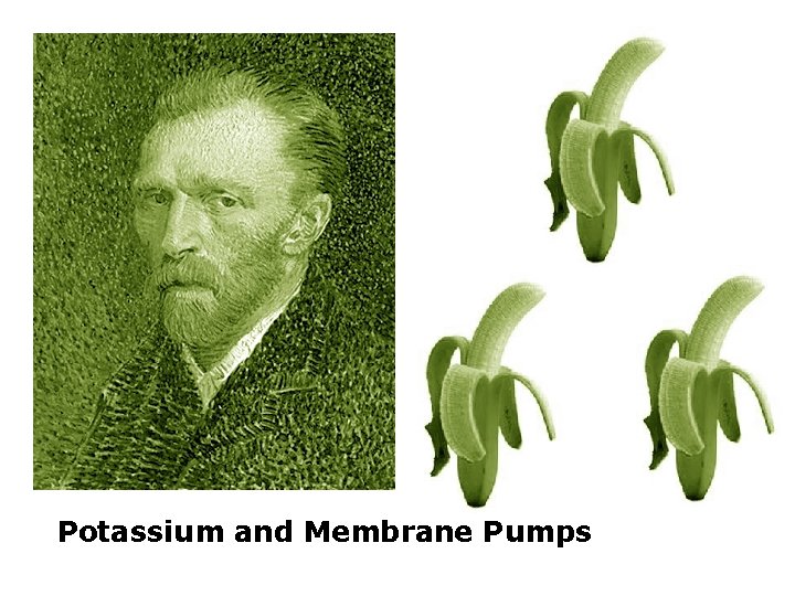 Potassium and Membrane Pumps 