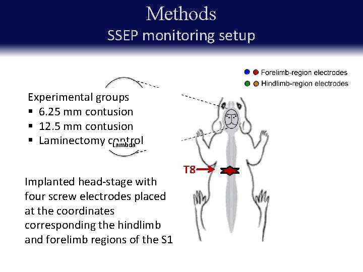 Plasticity Associated Changes in Cortical Somatosensory Evoked Potentials