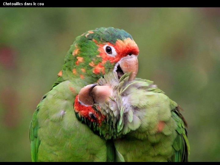  Chatouilles dans le cou 