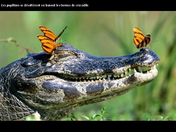 Ces papillons se désaltèrent en buvant les larmes de crocodile 