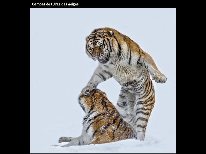 Combat de tigres des neiges 