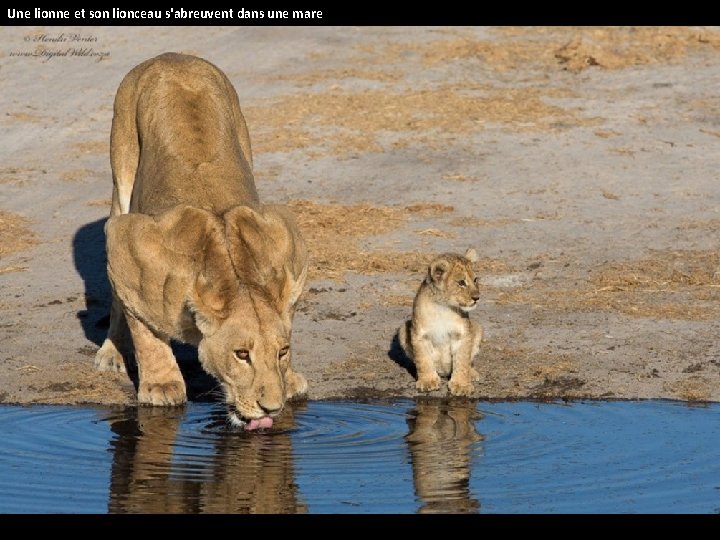 Une lionne et son lionceau s'abreuvent dans une mare 