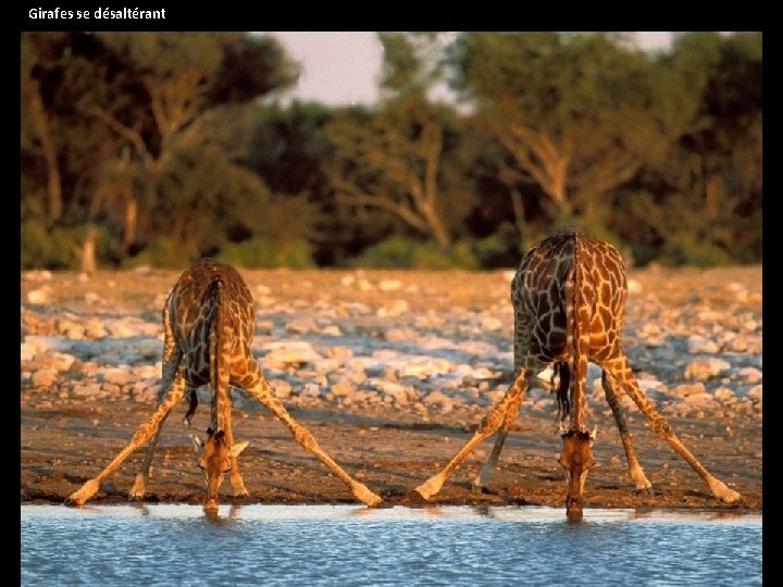 Girafes se désaltérant 