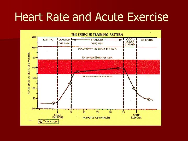 Heart Rate and Acute Exercise 