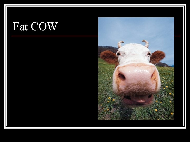 Fat COW 