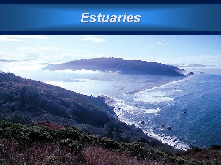 Estuaries 