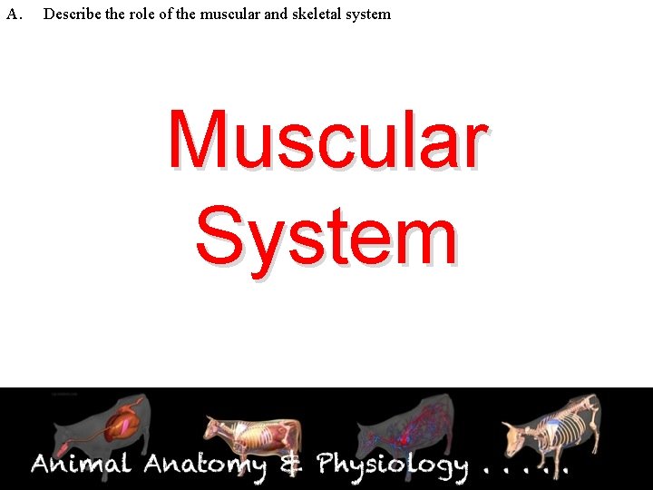 A. Describe the role of the muscular and skeletal system Muscular System 