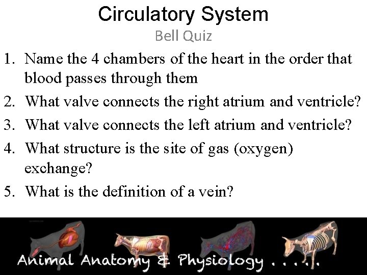 Circulatory System 1. 2. 3. 4. 5. Bell Quiz Name the 4 chambers of