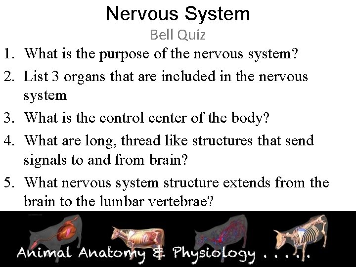 Nervous System 1. 2. 3. 4. 5. Bell Quiz What is the purpose of