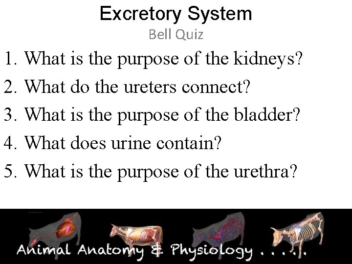Excretory System Bell Quiz 1. What is the purpose of the kidneys? 2. What