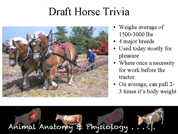 Draft Horse Trivia • Weighs average of 1500 -3000 lbs • 4 major breeds