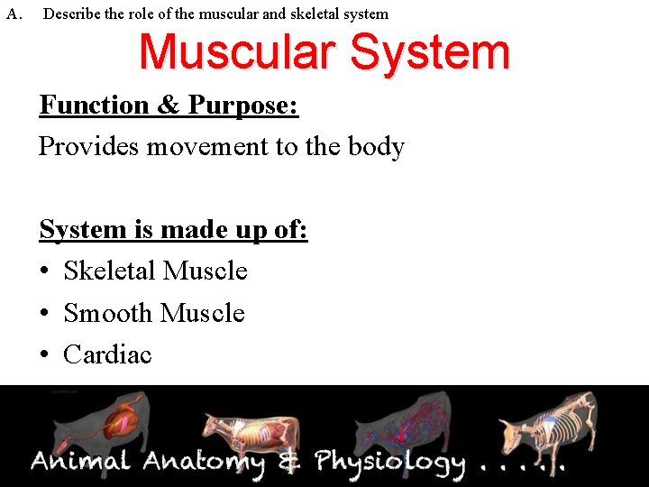 A. Describe the role of the muscular and skeletal system Muscular System Function &