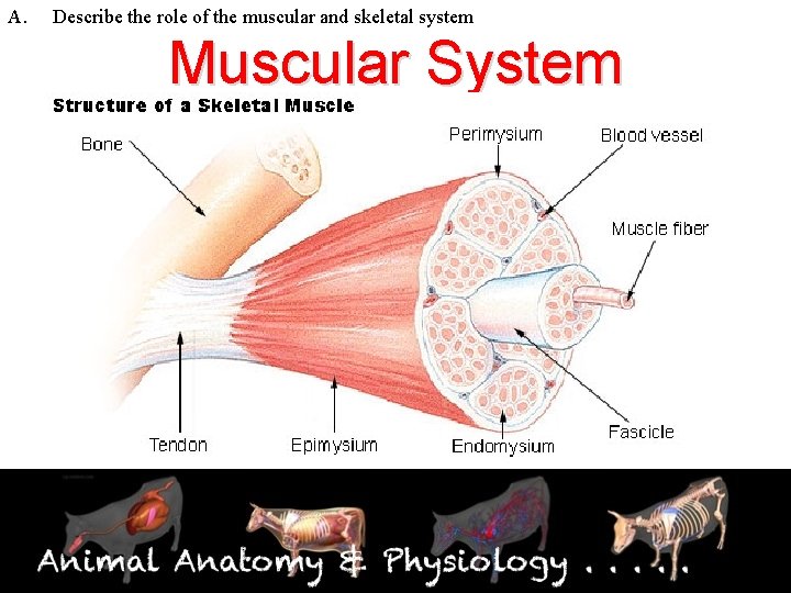 A. Describe the role of the muscular and skeletal system Muscular System 