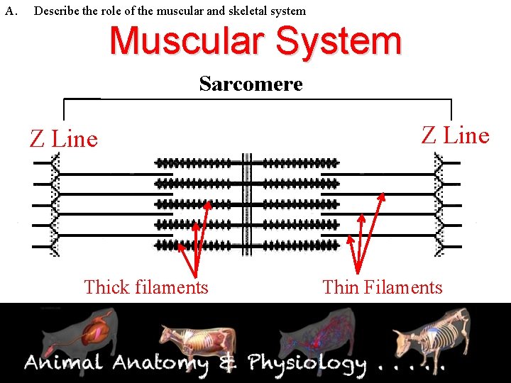 A. Describe the role of the muscular and skeletal system Muscular System Sarcomere Z