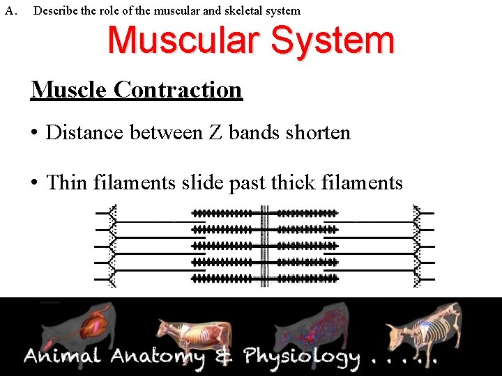 A. Describe the role of the muscular and skeletal system Muscular System Muscle Contraction