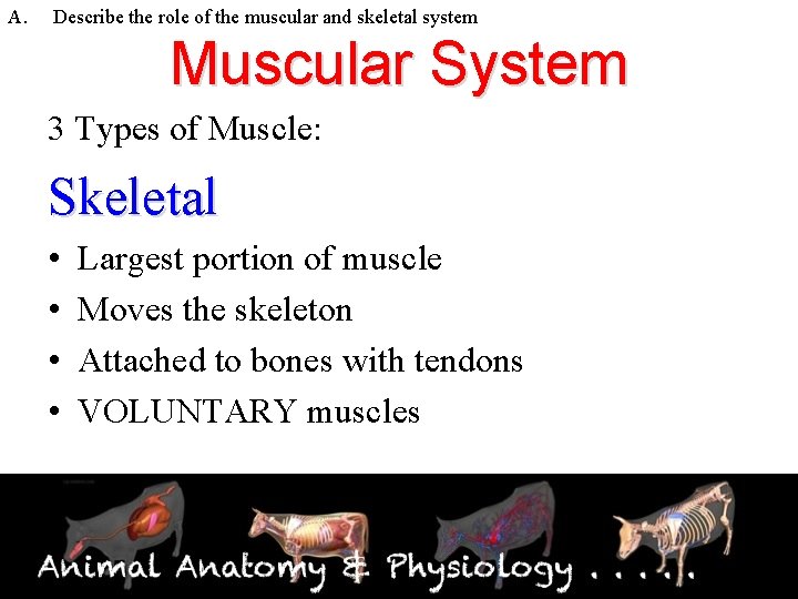 A. Describe the role of the muscular and skeletal system Muscular System 3 Types