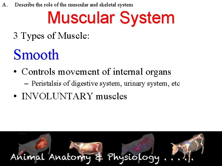 A. Describe the role of the muscular and skeletal system Muscular System 3 Types