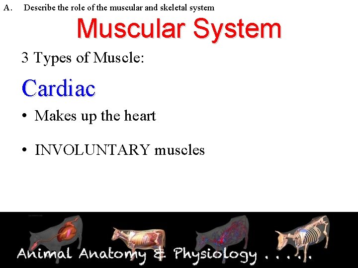 A. Describe the role of the muscular and skeletal system Muscular System 3 Types