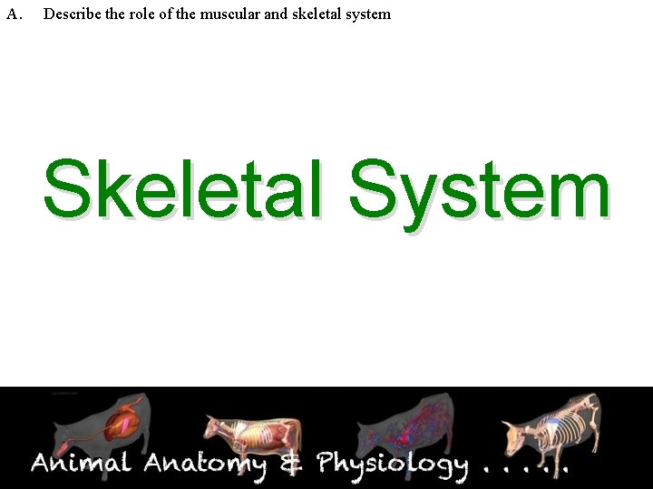 A. Describe the role of the muscular and skeletal system Skeletal System 