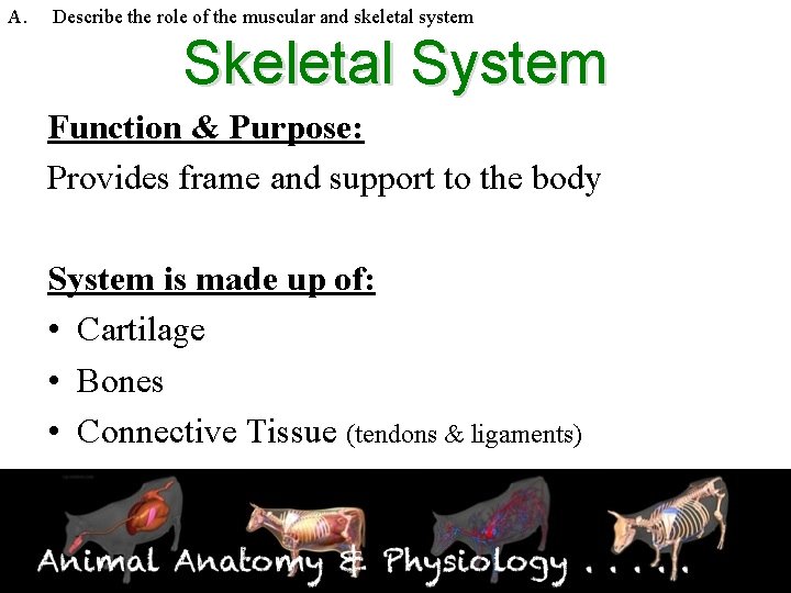 A. Describe the role of the muscular and skeletal system Skeletal System Function &