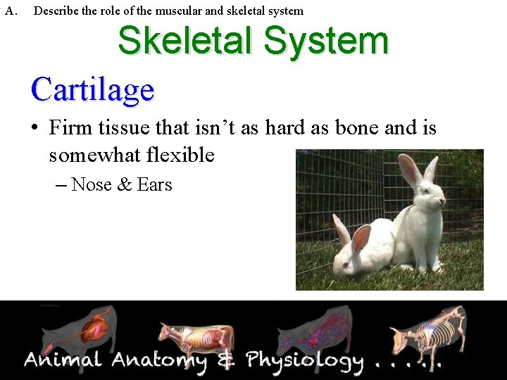 A. Describe the role of the muscular and skeletal system Skeletal System Cartilage •