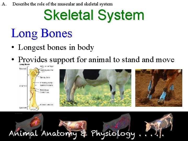 A. Describe the role of the muscular and skeletal system Skeletal System Long Bones