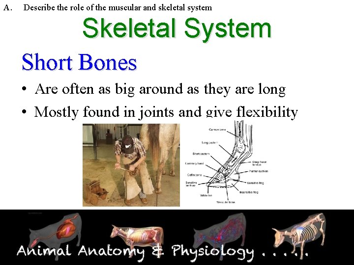 A. Describe the role of the muscular and skeletal system Skeletal System Short Bones